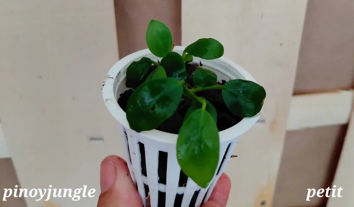 Anubias barteri var. nana