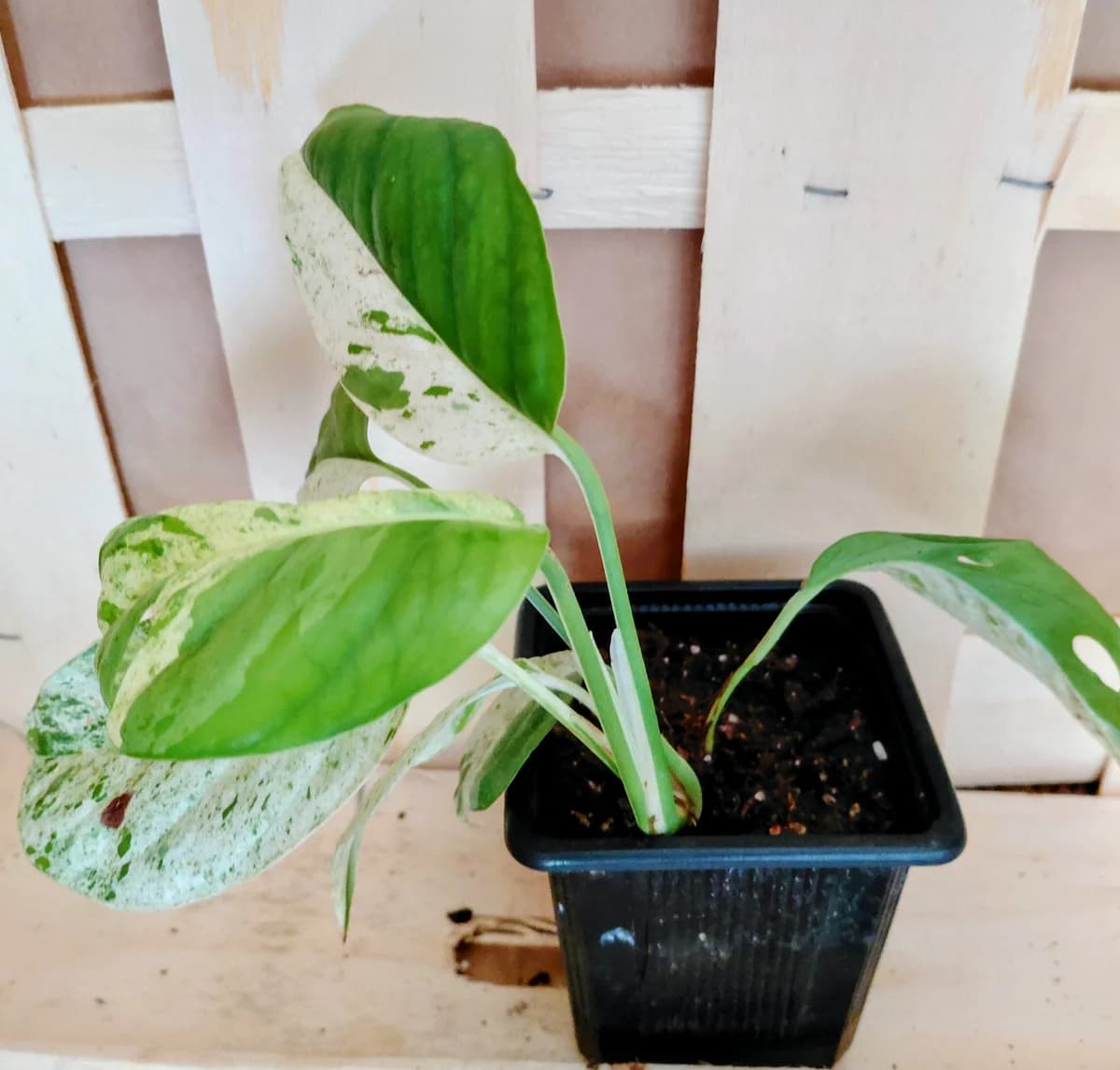 Epipremnum 'Marble Variegata'