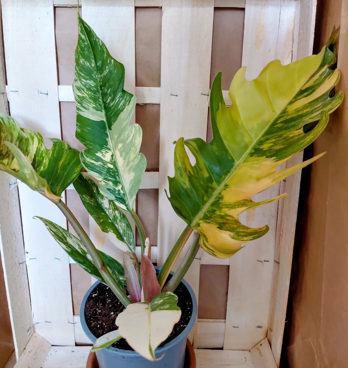 Philodendron Caramel Marble