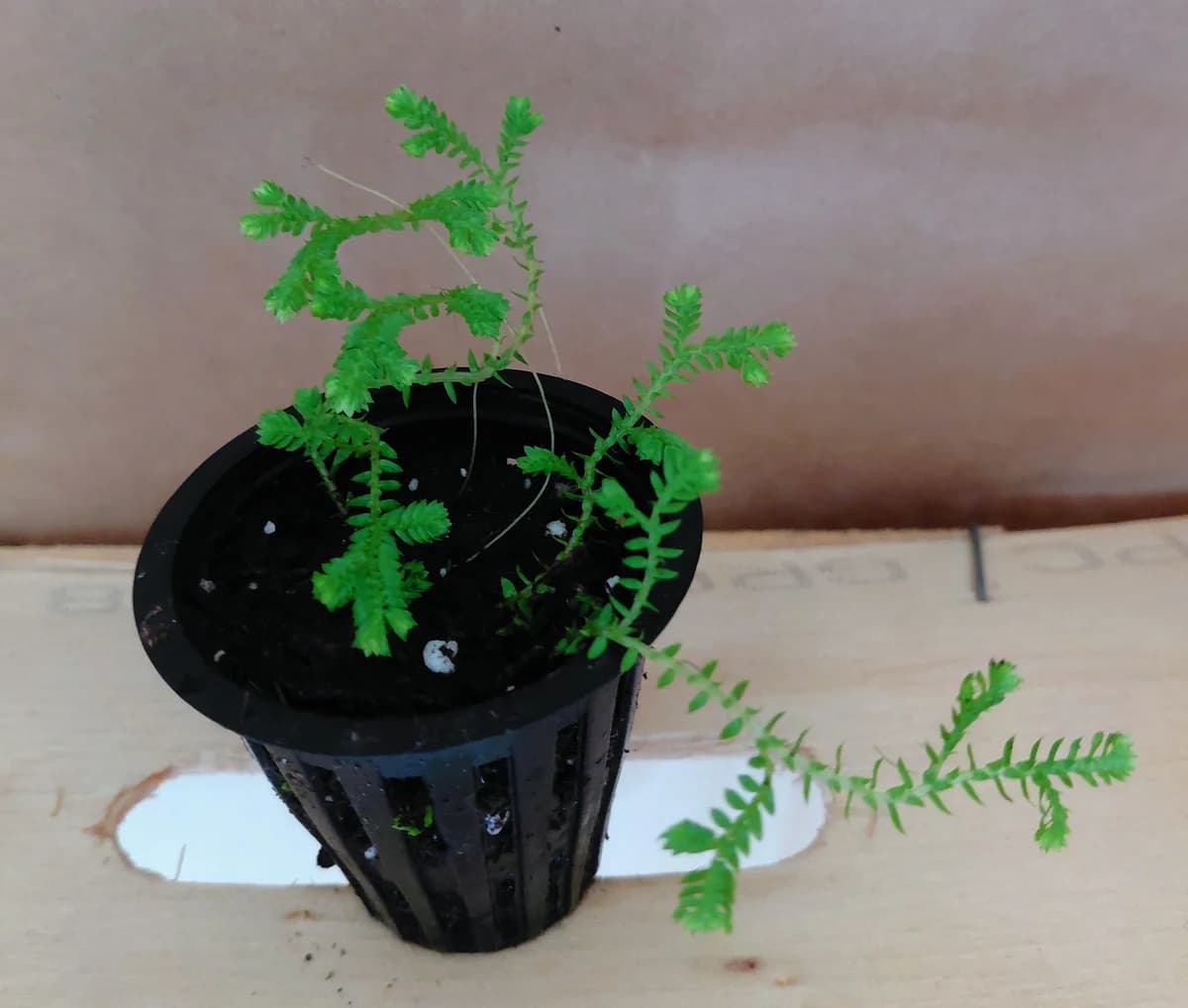 Selaginella kraussiana