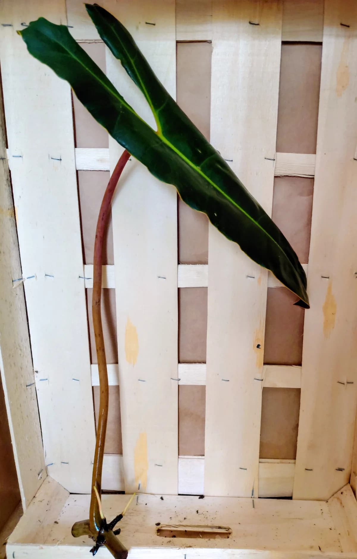 Philodendron billietiae