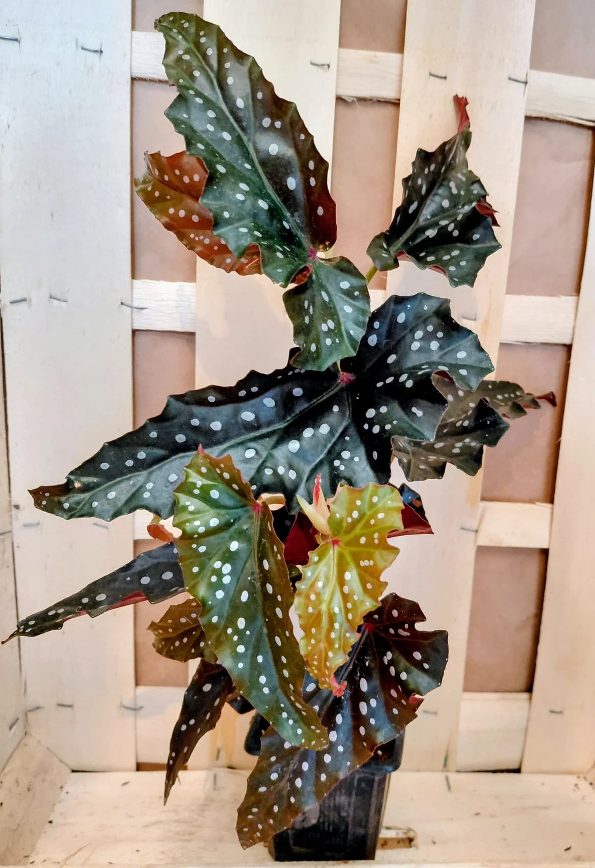 Begonia maculata raddi