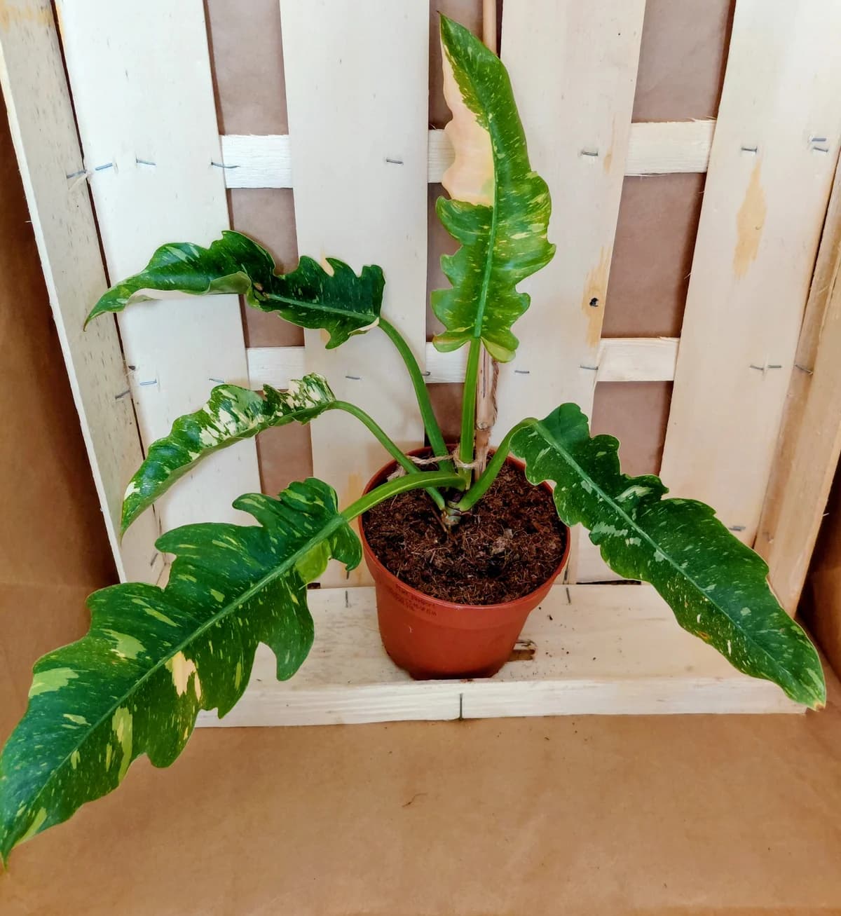 Philodendron Ring of fire