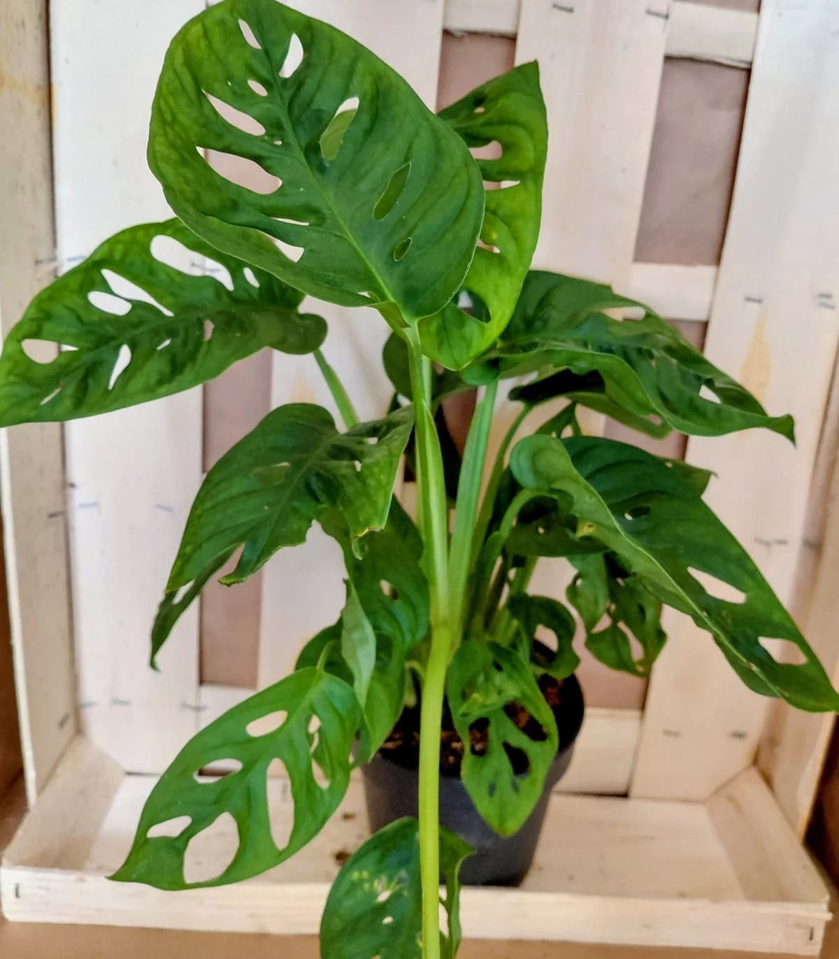 Monstera Adansonii "Monkey mask"