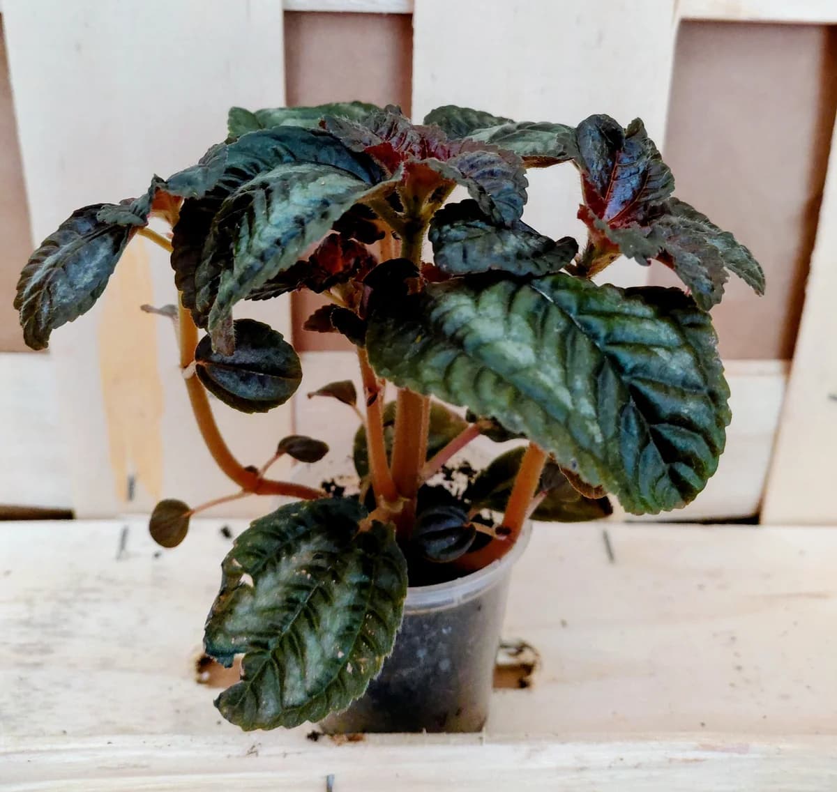 Pilea spruceana