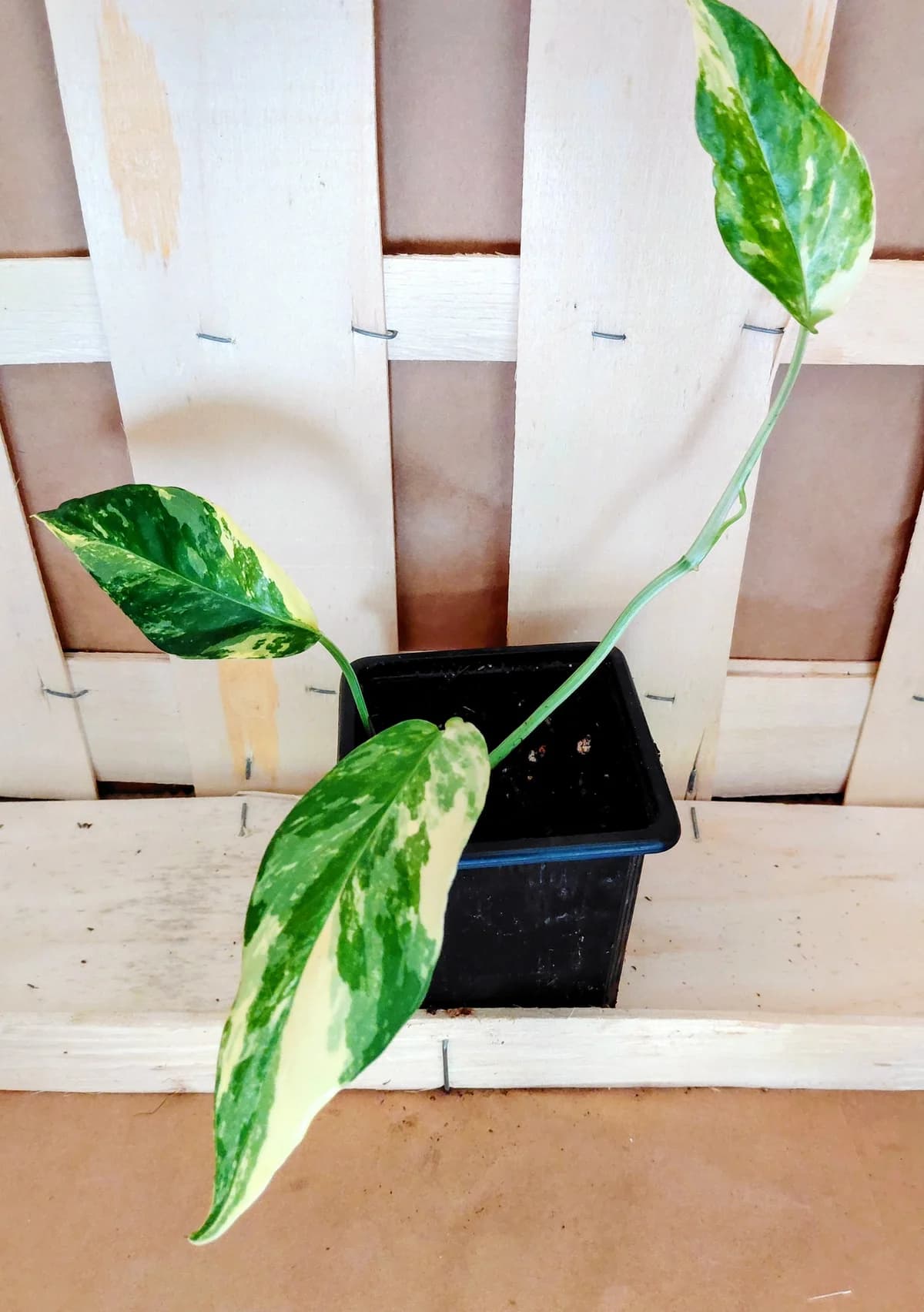 Epipremnum pinnatum albo variegata