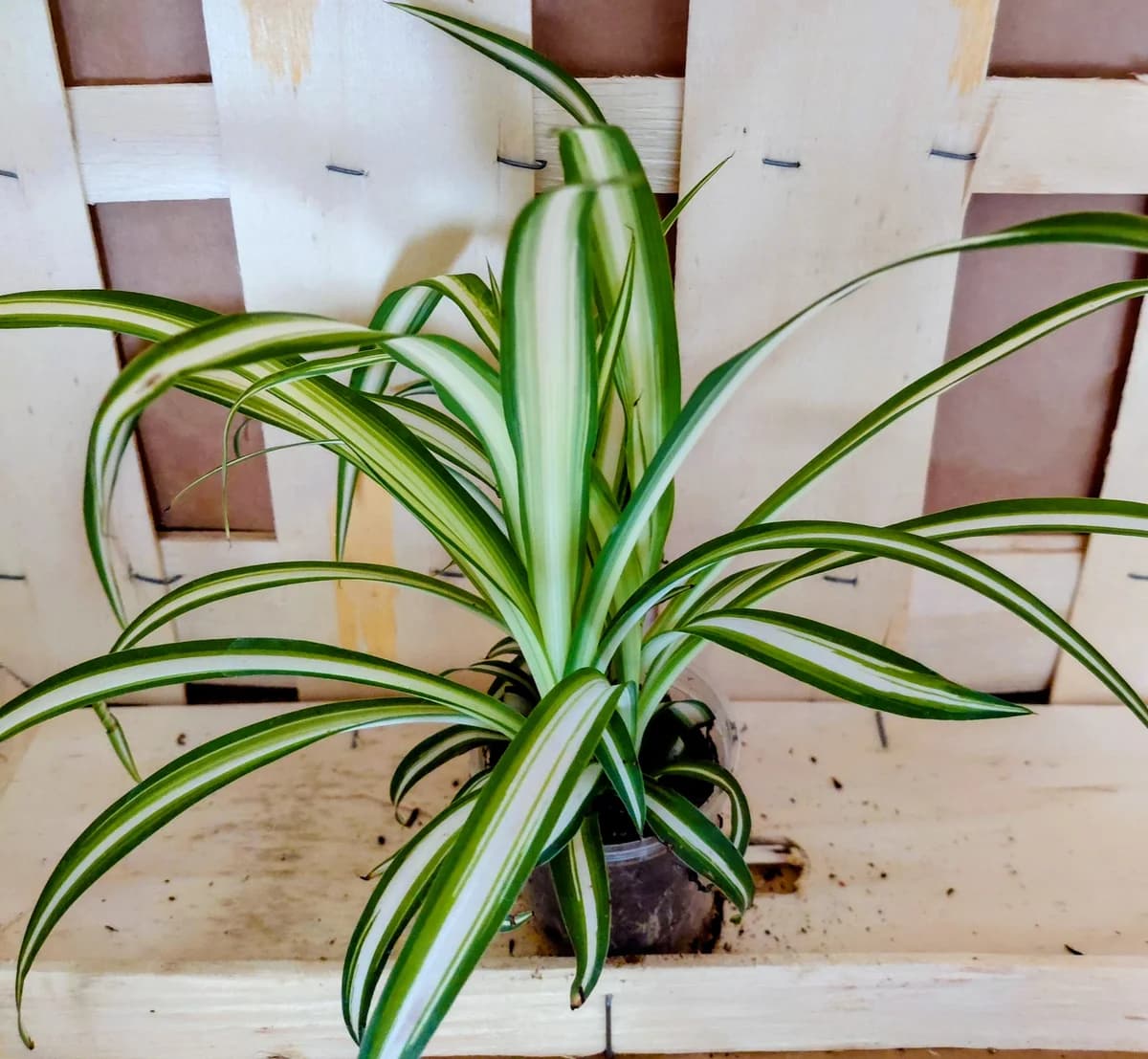 Chlorophytum comosum
