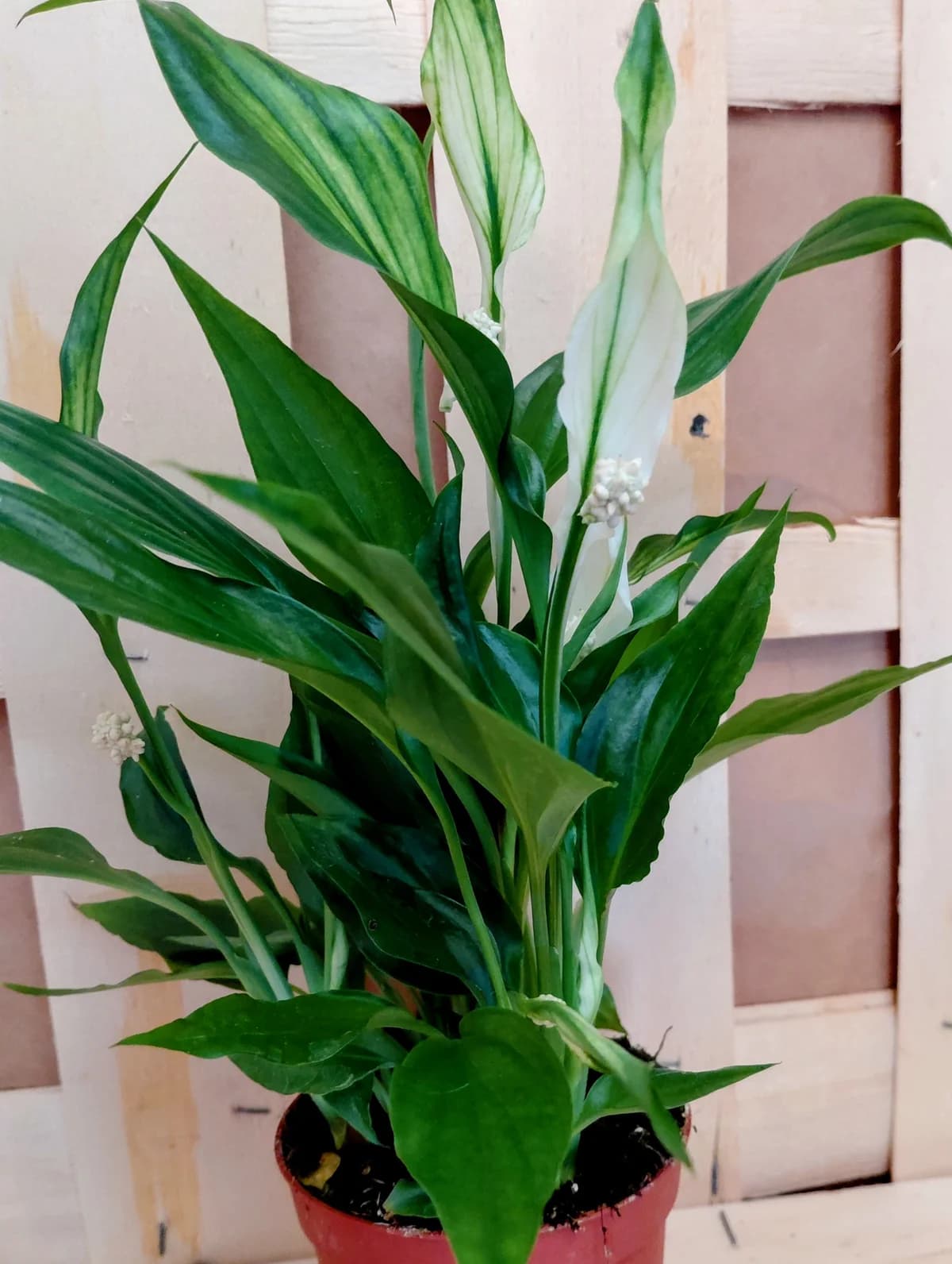 Spathiphyllum "fleur de lune"