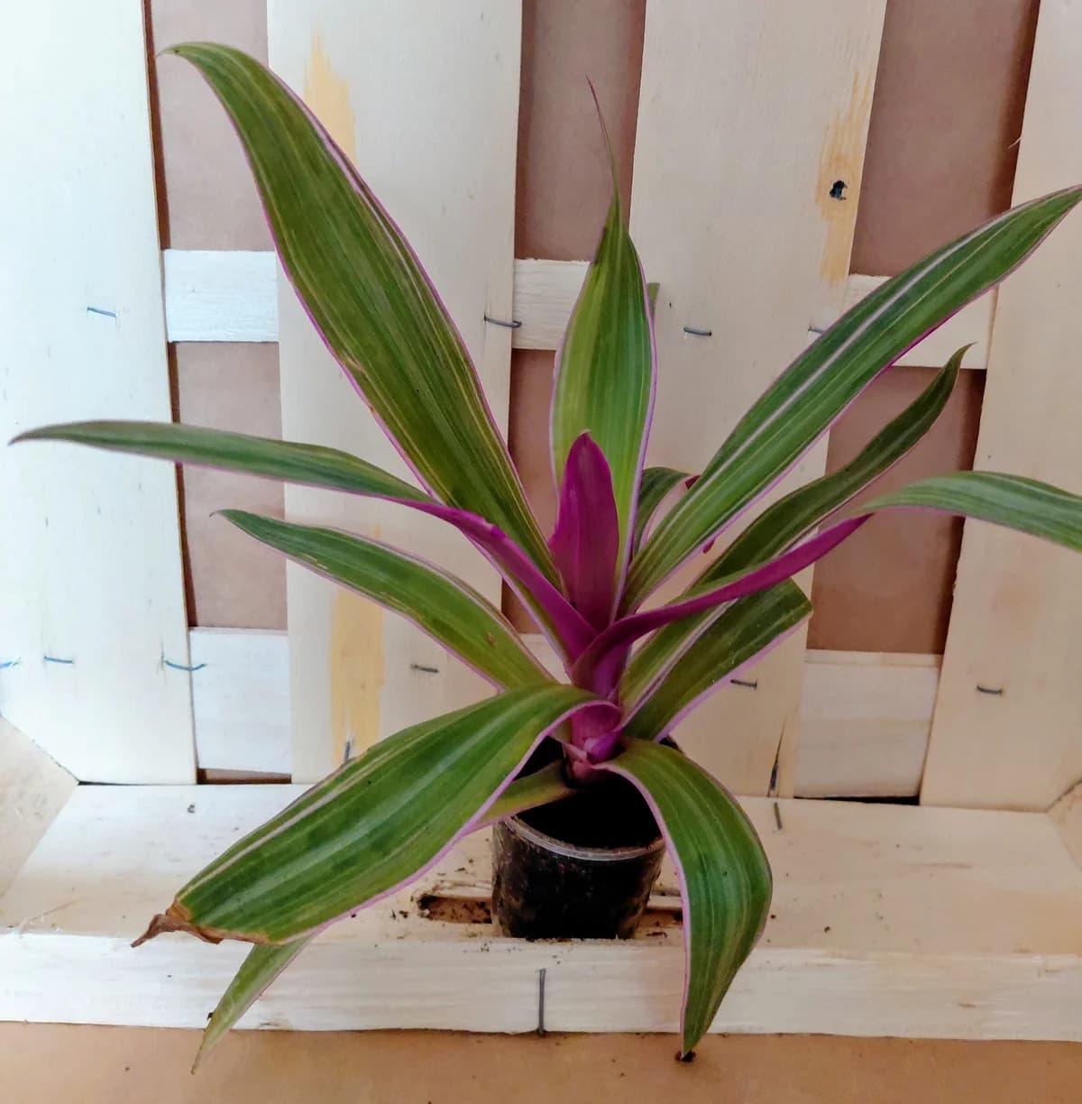 Tradescantia spathacea
