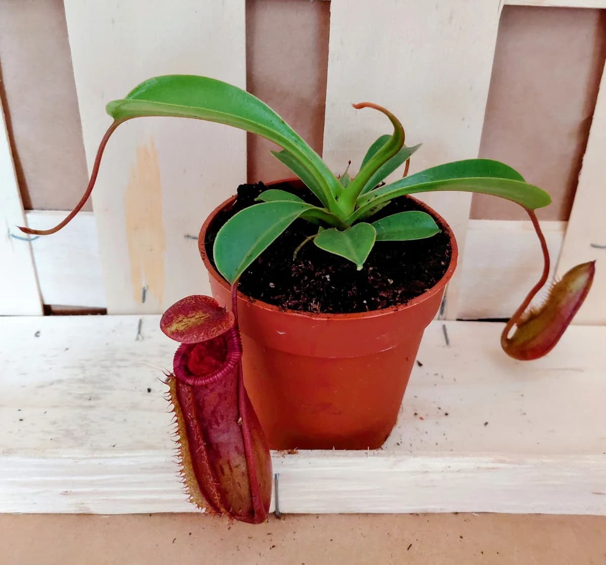 Nepenthes X Briggsiana (Lowii x Ventricosa )