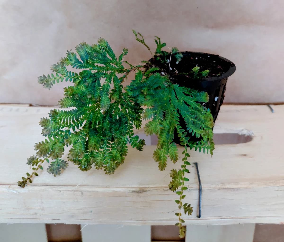 Selaginella uncinata