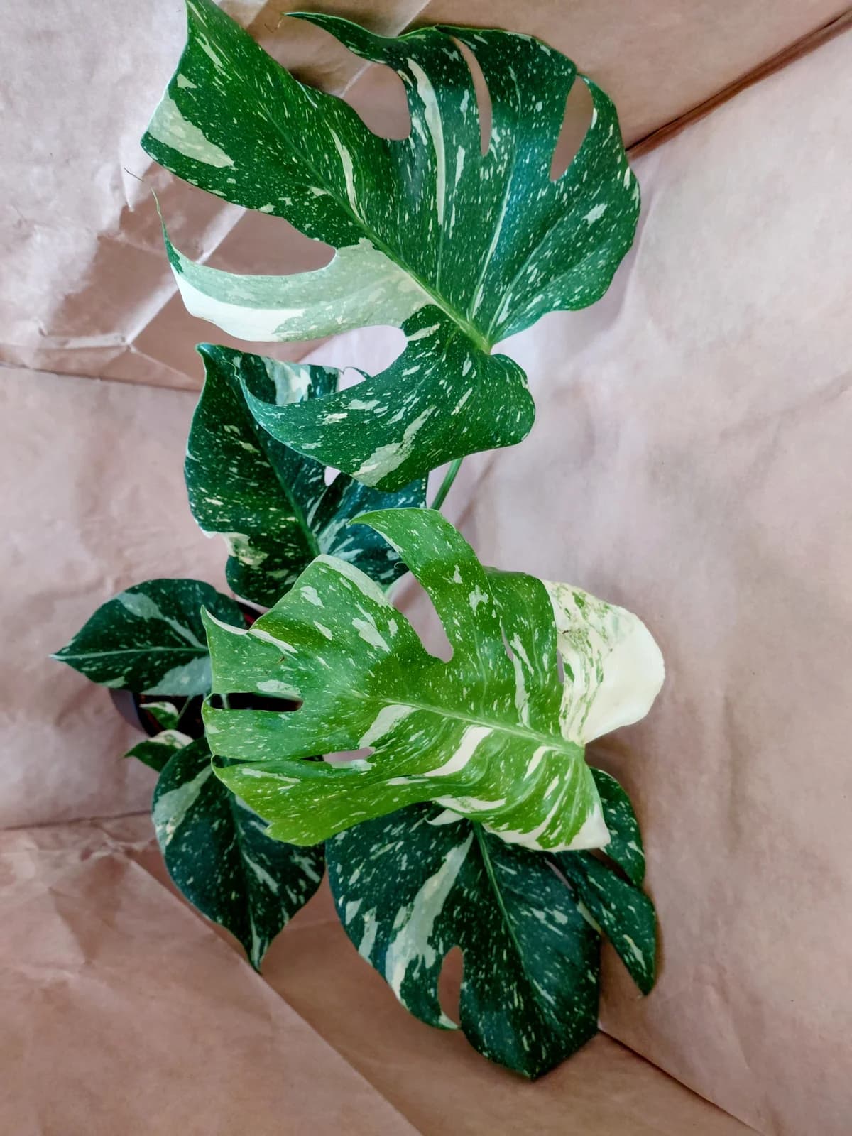 Monstera deliciosa "Thaï constellation"