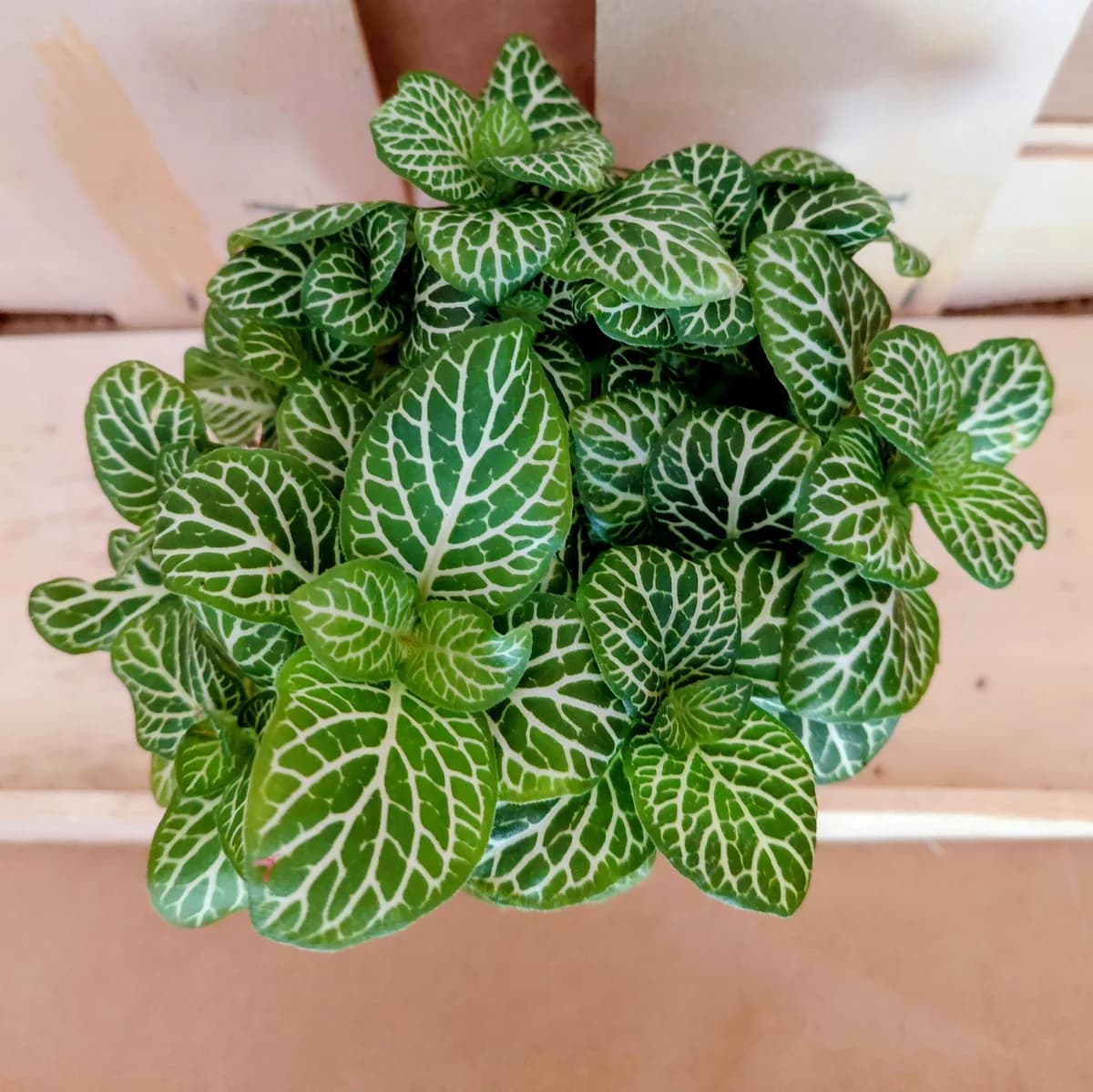 Fittonia White Anne