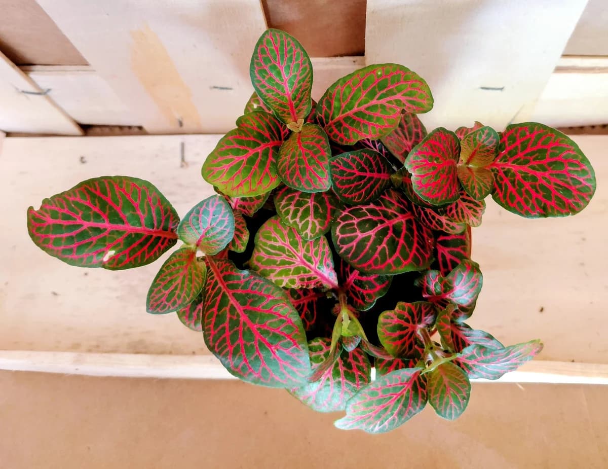 Fittonia Mosaic Red Tiger