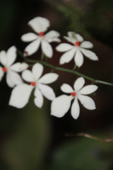 Aerangis Luteoalba Rhodosticta