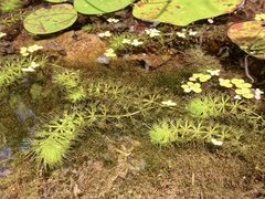 Aldrovanda Vésiculeuse