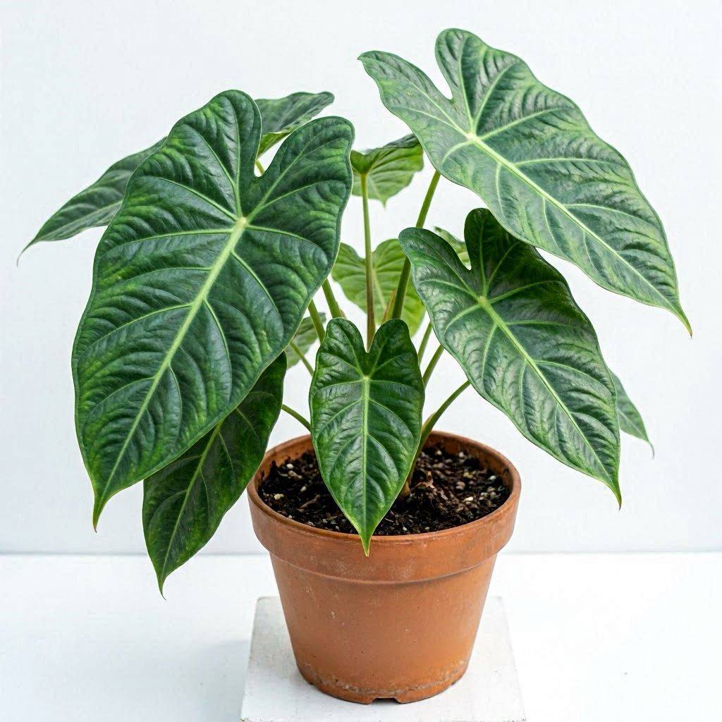 Alocasia Jacksonii
