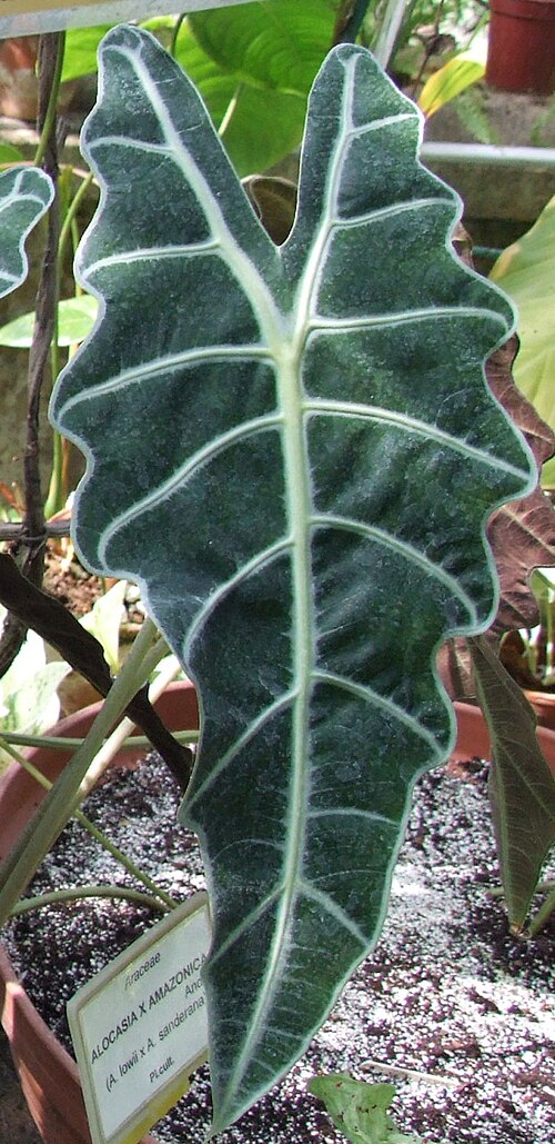 Alocasia Polly