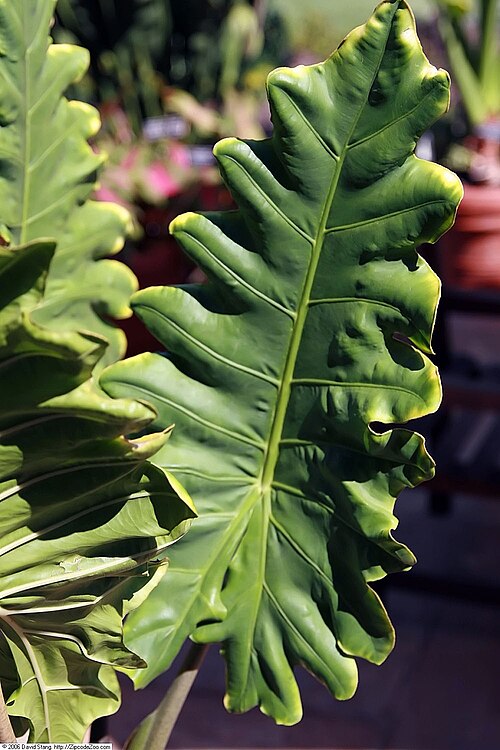 Alocasia Portei