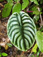 Alocasia Red Secret