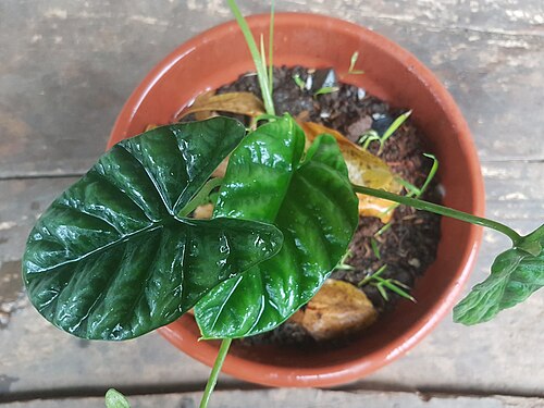 Alocasia Sinuata