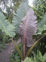 Alocasia Stingray