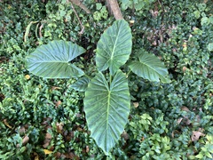 Alocasia Tiny Dancer