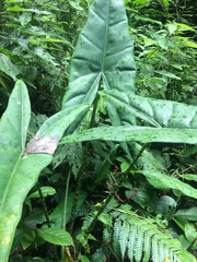 Alocasia Zebrina