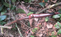 Anchomanes Difformis
