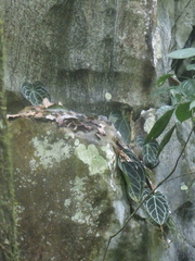 Anthurium Ace of Spades