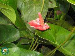 Anthurium Andraeanum
