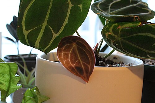 Anthurium Forgetii