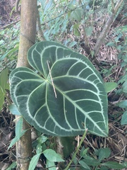 Anthurium Magnificum
