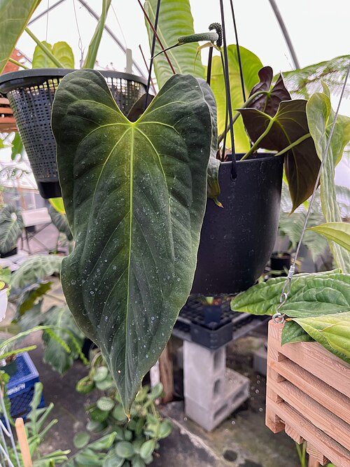 Anthurium Papillilaminum