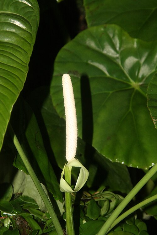 Anthurium Veitchii (King)