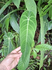 Anthurium Warocqueanum (Queen)