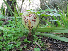 Arum Italicum 'Pictum'