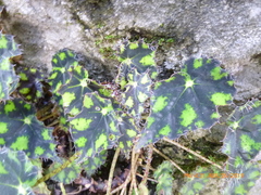 Bégonia Cils de Fée
