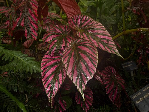 Bégonia Brevirimosa