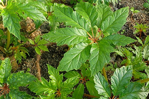 Bégonia Feuille de Palmier