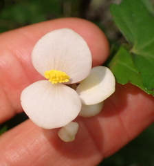 Bégonia Érable