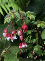 Bégonia Fougère