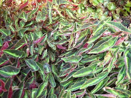 Bégonia Listada
