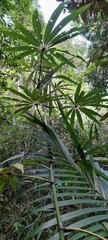 Bégonia Palmier