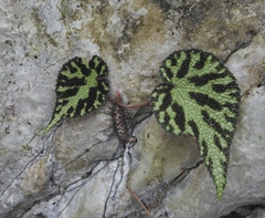 Bégonia Maculata Wightii