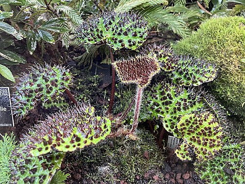 Bégonia Melanobullata