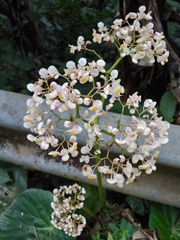 Bégonia Feuille de Lotus