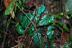 Bégonia Paon Iridescent