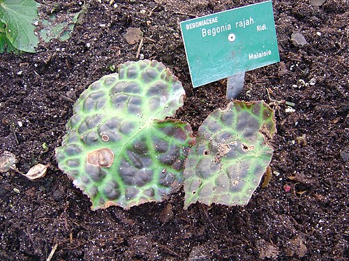 Bégonia Rajah