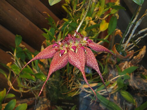 Bulbophyllum Rothschildianum